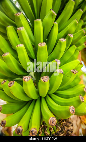 Grand groupe de bananes dans une plantation de plus en plus à La Gomera - l'une des îles Canaries, Espagne Banque D'Images