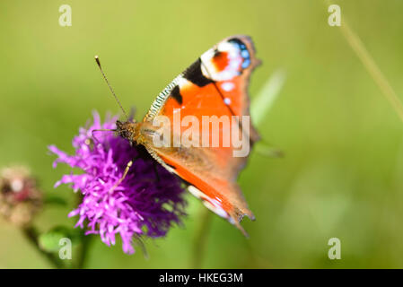 Peacock butterfly, Aglais io ou Inachis io, se nourrissant de fleurs de centaurée, Dumfries et Galloway, Écosse Banque D'Images