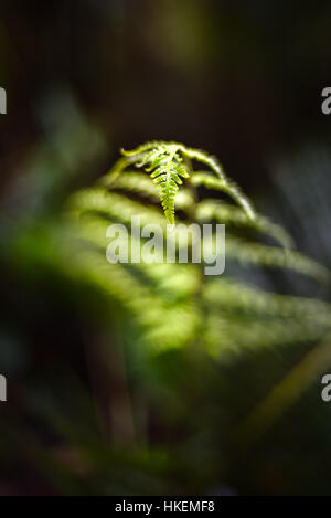 Détail d'une feuille de fougères dans une forêt tropicale submontagnarde. Banque D'Images