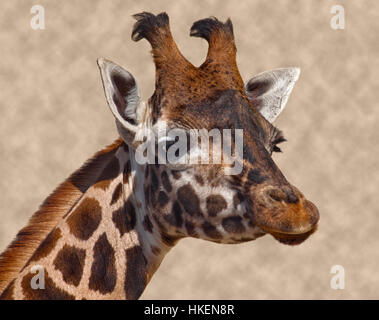 Girafe (Giraffa) camelopardarlis Banque D'Images