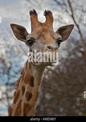 Girafe (Giraffa) camelopardarlis Banque D'Images