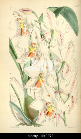 Cette illustration botanique du magazine Botanical de Curtis montre l’Odontoglossum crispum, une espèce d’orchidée. Le tirage de 1868, qui fait partie d'une série de Curtis, détaille l'aspect distinct de la plante, mettant en évidence ses fleurs délicates et sa coloration unique, mettant en valeur l'art botanique de l'époque victorienne. Banque D'Images