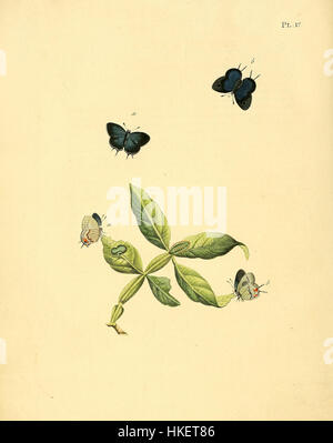 La série 'Surinaamsche Vlinders' de Sepp, une œuvre d'art du XIXe siècle, présente des illustrations détaillées de papillons, notamment Theclopsis lydus, originaire du Suriname, contribuant aux études entomologiques. Banque D'Images