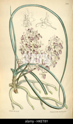 Cette illustration tirée du *The Botanical Magazine* de Curtis (1868) représente *Seidenfadenia mitrata*, une espèce d'orchidée. L'œuvre met en valeur les détails complexes et l'élégance de la fleur, mettant en évidence les caractéristiques uniques de la plante dans Botanical prolongé Banque D'Images