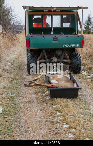 Domaine habillé le cerf buck dans un traîneau de transport Banque D'Images