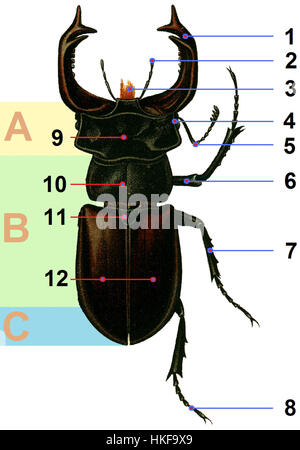 Le mâle marqué Lucanus cervus, communément appelé coléoptère du cerf, est une grande espèce originaire d'Europe. L'image montre ses caractéristiques physiques distinctes, y compris ses bois proéminents, qui sont caractéristiques du coléoptère mâle. Banque D'Images