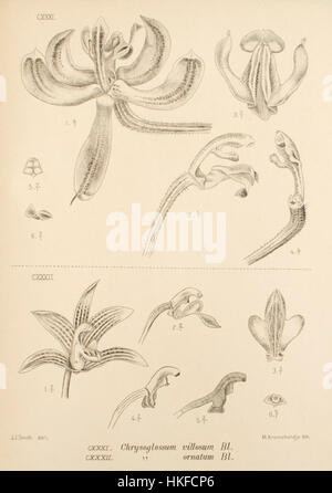 'Pilophyllum villosum' est une illustration botanique de la publication du XIXe siècle 'Die Orchideen von Java'. Cette représentation détaillée présente les espèces d'orchidées indigènes de Java, offrant un aperçu précieux de la biodiversité florale de la région. Banque D'Images