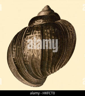 Cette peinture de *Pomacea urceus guayanensis*, une espèce d’escargot d’eau douce, capture les caractéristiques délicates et l’environnement naturel de ce mollusque. L'illustration botanique détaillée met en évidence les motifs et la texture distincts de la coquille de l'espèce. Banque D'Images