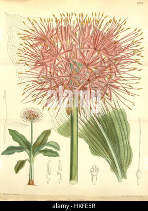 Cette illustration botanique représente la fleur Scadoxus multiflorus subsp. Katherinae, anciennement connu sous le nom de Haemanthus katherinae, une plante frappante originaire d'Afrique australe, connue pour ses fleurs rouges vibrantes et son attrait ornemental. Banque D'Images