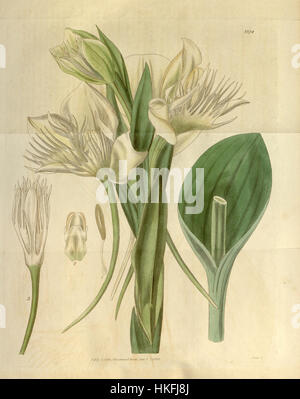 Une illustration de Pecteilis gigantea, anciennement connue sous le nom de Habenaria gigantea, du magazine Botanical de Curtis, représentant la structure florale distinctive de la plante et les détails botaniques. Banque D'Images