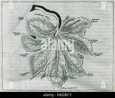 Cette carte de 1688 d'Olfert Dapper représente la péninsule du Péloponnèse en forme de feuille, avec des golfes et des capes notables clairement marqués. La carte de Dapper illustre des caractéristiques géographiques d’une manière unique et artistique, caractéristiques de la cartographie de la fin du XVIIe siècle. Banque D'Images
