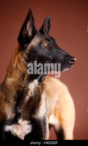 Portrait de chien malinois belge en studio, avec un fond brun Banque D'Images