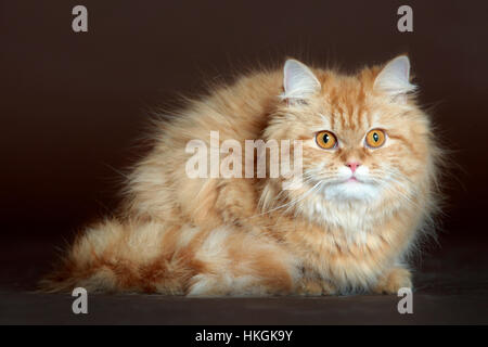 Brun Chat portrait en studio avec fond brun Banque D'Images