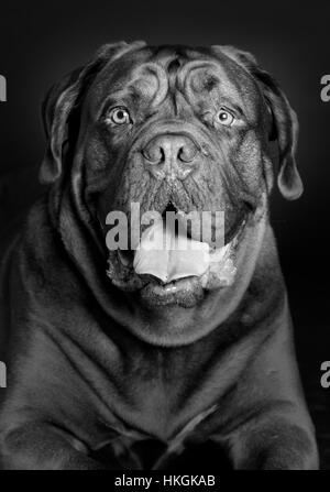 Dogue de Bordeaux dog portrait en studio Banque D'Images