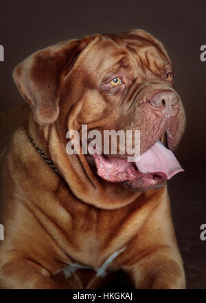Dogue de Bordeaux dog portrait en studio Banque D'Images