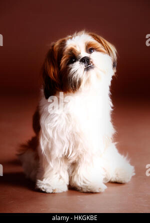 Lion ou chien de race shih tzu pose heureux en studio, avec un fond brun Banque D'Images
