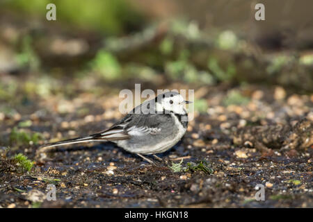 (Motacilla alba Bergeronnette pie) la chasse pour la nourriture. Banque D'Images