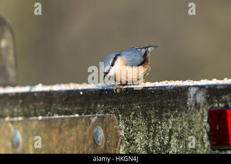 Blanche (Sitta europaea) à la recherche de nourriture sur une vieille porte. Banque D'Images
