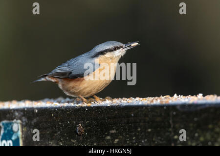 Blanche (Sitta europaea) à la recherche de nourriture sur une vieille porte. Banque D'Images