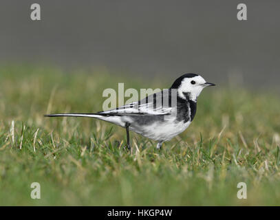 Bergeronnette pie - Motacilla alba yarrellii - homme adulte, l'hiver Banque D'Images