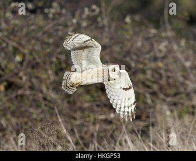 Hibou des marais - Asio flammeus Banque D'Images