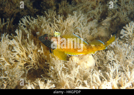 Blennies à face noire - Tripterygion delaisi Banque D'Images