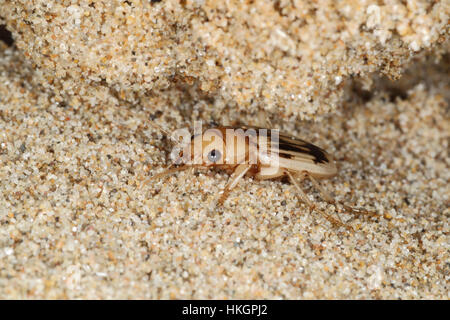 Rivage ou Beachcomber Beetle - Eurynebria complanata Banque D'Images