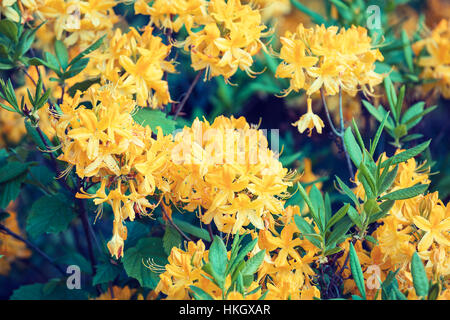 Rhododendron jaune fleurs dans le jardin. Banque D'Images