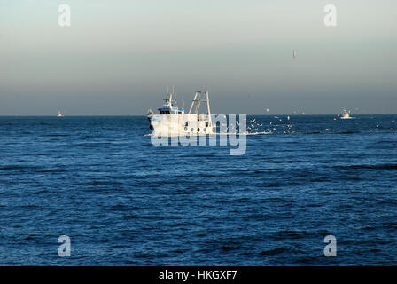 Mer Adriatique, un bateau de pêche dans le port de Chioggia suivi par un vol de mouettes. Banque D'Images