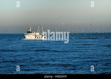 Mer Adriatique, un bateau de pêche dans le port de Chioggia suivi par un vol de mouettes. Banque D'Images