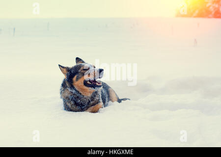 Dog walking in snow en hiver. Banque D'Images