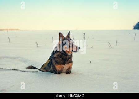 Dog walking in snow en hiver. Banque D'Images