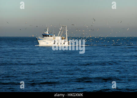 Mer Adriatique, un bateau de pêche dans le port de Chioggia suivi par un vol de mouettes. Banque D'Images