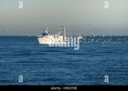 Mer Adriatique, un bateau de pêche dans le port de Chioggia suivi par un vol de mouettes. Banque D'Images