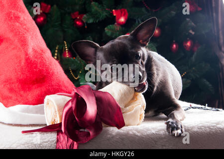 Chien Noir avec des os de Noël arbre de Noël avec cadeaux Banque D'Images