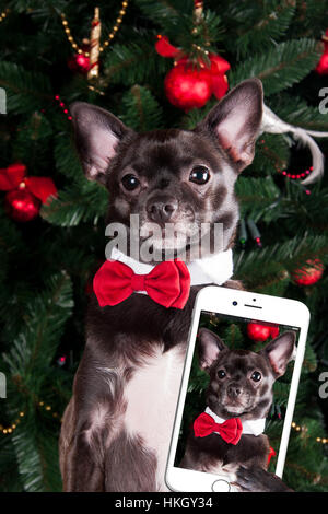 Chien faire selfie Banque D'Images