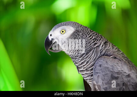 Perroquet gris d'Afrique contre la jungle. Perroquet gris sauvage tête sur fond vert. La faune et les oiseaux tropicaux exotiques de la forêt tropicale Banque D'Images