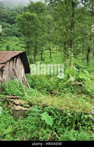 Dzukou Valley Nagaland au Nord Est de l'Inde Banque D'Images