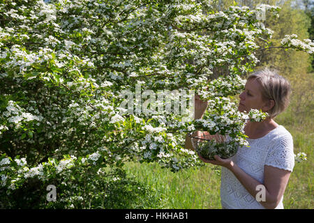 Weißdornblüten-Ernte, Blüten von Weißdorn sammeln, ernten, pfücken, Weißdorn-Zweigriffliger Weißdorn, Blüten, Weissdorn, Weiß-Dorn, Weiss-Dorn Banque D'Images
