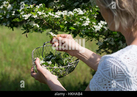 Weißdornblüten-Ernte, Blüten von Weißdorn sammeln, ernten, pfücken, Weißdorn-Zweigriffliger Weißdorn, Blüten, Weissdorn, Weiß-Dorn, Weiss-Dorn Banque D'Images