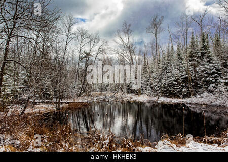 Terres humides couvertes de neige au Wisconsin Banque D'Images