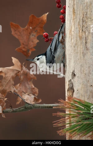 Sittelle à poitrine blanche perchée sur la branche résisté à la fin de l'automne de feuilles de chêne Banque D'Images