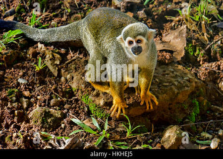 Singe écureuil (sauvage) sur l'Île du Diable. Banque D'Images