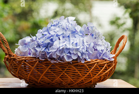 Hortensias bleus fleurs dans un panier sur fond naturel Banque D'Images