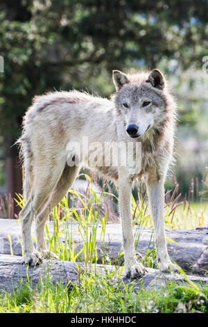 Yearling Loup gris (Canis lupus) est dans son endroit préféré pour regarder les gens à l'Alaska Wildlife Conservation Center, le centre-sud de l'Alaska Banque D'Images