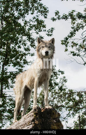 Yearling Loup gris (Canis lupus) est dans son endroit préféré pour regarder les gens à l'Alaska Wildlife Conservation Center, le centre-sud de l'Alaska Banque D'Images