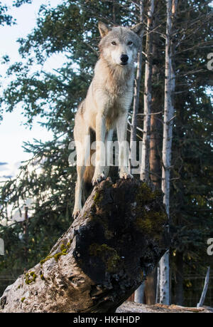 Yearling Loup gris (Canis lupus) est dans son endroit préféré pour regarder les gens à l'Alaska Wildlife Conservation Center, le centre-sud de l'Alaska Banque D'Images