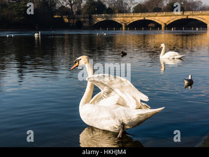 Les cygnes majestueux sur le lac Serpentine, à Hyde Park, Londres, UK Banque D'Images