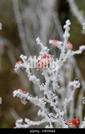 Le givre formé sur l'églantier rouge en hiver Banque D'Images