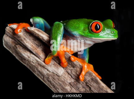 Les Yeux rouges grenouille dans studio avec fond sombre Banque D'Images